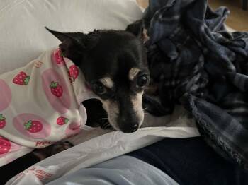 Chihuahua Dogs Available for Adoption in Paramus, New Jersey - Pebbles | PetCurious