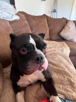 Olivia -  Pit Bull Terrier Dog for Adoption in Arlee, Montana - Olivia | PetCurious