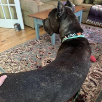 Grundgetta -  Cane Corso Dog for Adoption in Manchester, Pennsylvania - Grundgetta | PetCurious