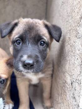 Belgian Shepherd Malinois and Mixed Breed Dogs Available for Adoption in Oklahoma City, Oklahoma - A473962 | PetCurious