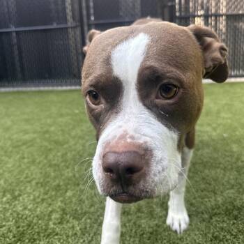 ROSEANNE -  Pit Bull Terrier and Rhodesian Ridgeback Dog for Adoption in Greensboro, North Carolina - ROSEANNE | PetCurious