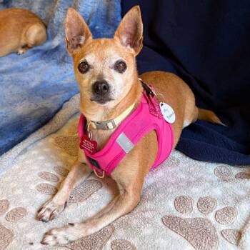 My Sharona 14536 -  Chihuahua Dog for Adoption in San Francisco, California - My Sharona 14536 | PetCurious