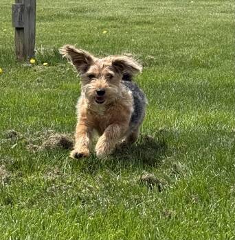 Corgi Dogs Available for Adoption in Chalfont, Pennsylvania - Theo | PetCurious