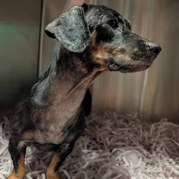MIA -  Miniature Dachshund and Mixed Breed Dog for Adoption in Tampa, Florida - MIA | PetCurious