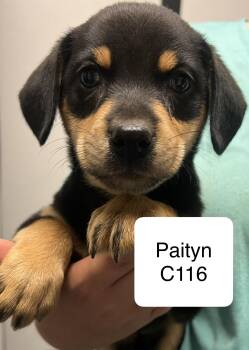 Paityn C116 -  Terrier Dog for Adoption in Morganton, North Carolina - Paityn C116 | PetCurious