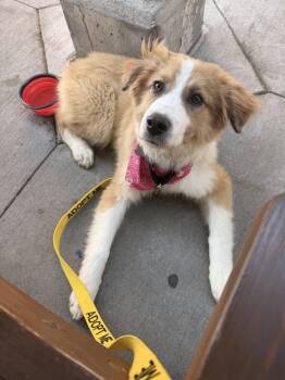 Australian Shepherd Dogs Available for Adoption in Ringwood, Illinois - 1122 Callie | PetCurious