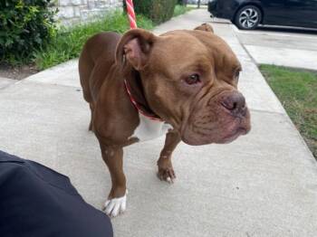 MRS PIBB -  Pit Bull Terrier Dog for Adoption in Rowlett, Texas - MRS PIBB | PetCurious