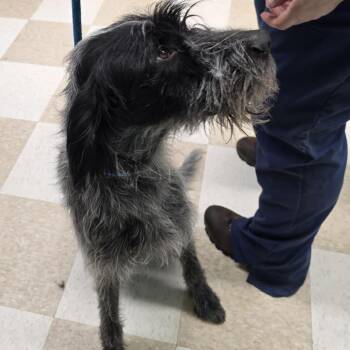 Razz -  German Wirehaired Pointer Dog for Adoption in Kingman, Kansas - Razz | PetCurious