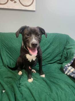 VIPER -  Labrador Retriever Dog for Adoption in Lexington, Tennessee - VIPER | PetCurious