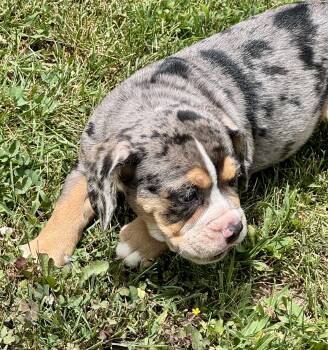 Watson -  Bulldog and Beagle Dog for Adoption in North Freedom, Wisconsin - Watson | PetCurious