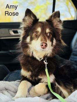 Husky and Australian Shepherd Dogs Available for Adoption - Amy Rose  | PetCurious