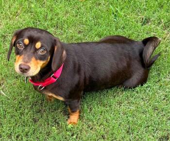 Judy -  Dachshund Dog for Adoption in Gorham, Maine - Judy | PetCurious