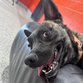 Goblin -  Dutch Shepherd Dog for Adoption in Tulsa, Oklahoma - Goblin | PetCurious