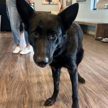 Delaware  0078 -  German Shepherd Dog Dog for Adoption in Loxahatchee Groves, Florida - Delaware  0078 | PetCurious