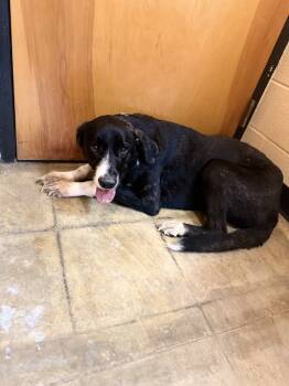 Rescue Shepherd Dogs for Adoption in Corinth, Mississippi - Louise 25D-347 | PetCurious