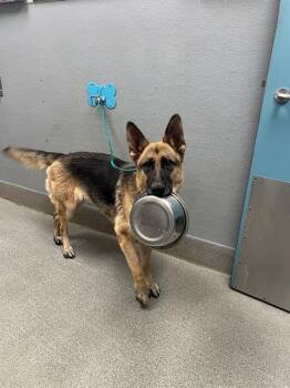 SKYE -  German Shepherd Dog Dog for Adoption in Las Vegas, Nevada - SKYE | PetCurious