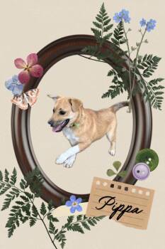 Mixed Breed Dogs Available for Adoption in Wilkesboro, North Carolina - Pippa | PetCurious