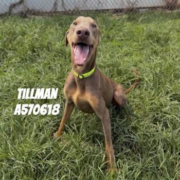 TILLMAN -  Doberman Pinscher Dog for Adoption - TILLMAN | PetCurious