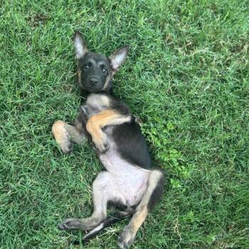 Nova -  German Shepherd Dog and Belgian Shepherd Malinois Dog for Adoption in San Antonio, Texas - Nova | PetCurious