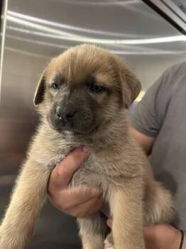 Mastiff and Australian Cattle Dog Blue Heeler Dogs Available for Adoption in Agua Dulce, California - Limey | PetCurious