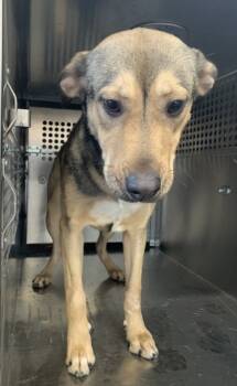 Rescue Shepherd and Mixed Breed Dogs for Adoption in Fort Worth, Texas - Giggigles | PetCurious