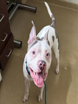 BENTLEY -  Pit Bull Terrier Dog for Adoption in Derwood, Maryland - BENTLEY | PetCurious