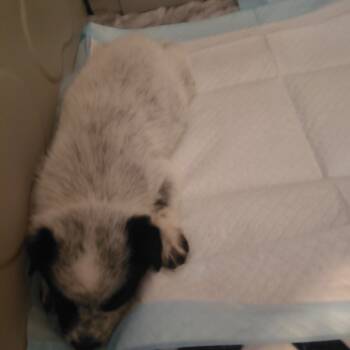 Rescue Cattle Dog and Australian Shepherd Dogs for Adoption in Riverside, California - Arctic | PetCurious