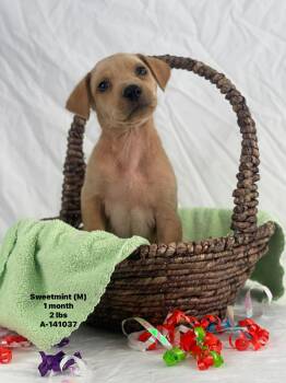 Labrador Retriever and Catahoula Leopard Dog Dogs Available for Adoption - Mint The Lab Mix Puppy! | PetCurious