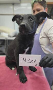 Pool Party -  Mixed Breed Dog for Adoption in Bellevue, Washington - Pool Party | PetCurious
