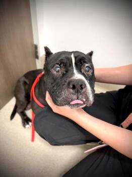 CHATO -  Pit Bull Terrier Dog for Adoption in Baytown, Texas - CHATO | PetCurious