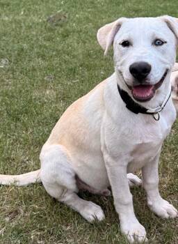 Labrador Retriever and Pit Bull Terrier Dogs Available for Adoption in Little Rock, Arkansas - Denali | PetCurious