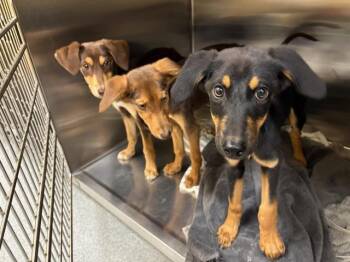NIDORAN -  Doberman Pinscher Dog for Adoption in Tustin, California - NIDORAN | PetCurious