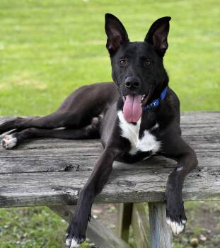 Bancroft -  German Shepherd Dog and Pit Bull Terrier Dog for Adoption - Bancroft | PetCurious