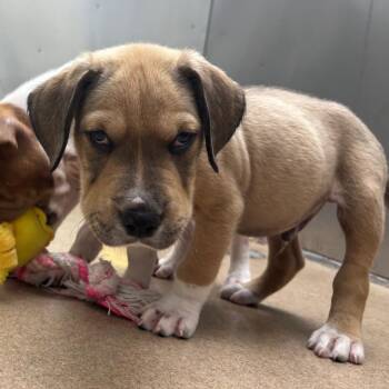 Brioche -  Labrador Retriever and Mixed Breed Dog for Adoption in Corpus Christi, Texas - Brioche | PetCurious