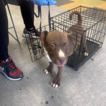 Rico Dynasty -  Mixed Breed Dog for Adoption in Philadelphia, Pennsylvania - Rico Dynasty | PetCurious