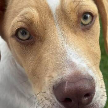 Kory -  Rat Terrier and Basset Hound Dog for Adoption in Alma, Wisconsin - Kory | PetCurious