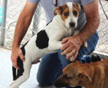 Rescue Beagle Dogs for Adoption in Elmsford, New York - Pete Available 9/5 | PetCurious