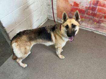 DARLA -  German Shepherd Dog Dog for Adoption in San Bernardino, California - DARLA | PetCurious