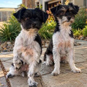 Birdie -  Havanese and Mixed Breed Dog for Adoption in Lathrop, California - Birdie | PetCurious