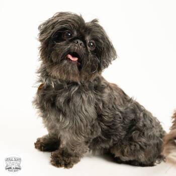 Tollie -  Shih Tzu Dog for Adoption in Fort Montgomery, New York - Tollie | PetCurious