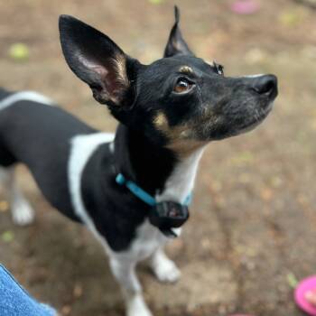 Jack Russell Terrier and Rat Terrier Dogs Available for Adoption in Baldwin, Maryland - Franny | PetCurious