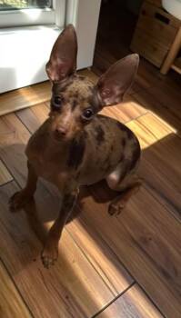 Luke -  Miniature Pinscher Dog for Adoption in San Antonio, Texas - Luke | PetCurious