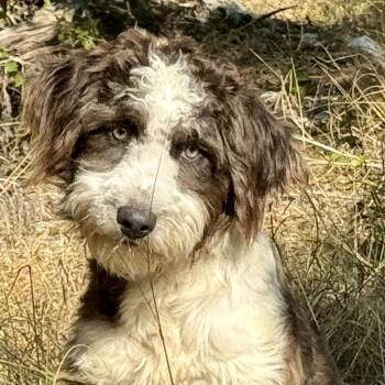 McQueen -  Labrador Retriever and Poodle Dog for Adoption in Hondo, Texas - McQueen | PetCurious