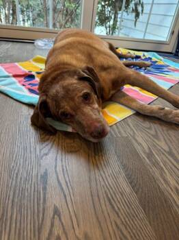 Hound Dogs Available for Adoption - Star | PetCurious