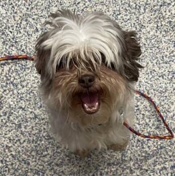 Marinara -  Shih Tzu Dog for Adoption in Golden, Colorado - Marinara | PetCurious
