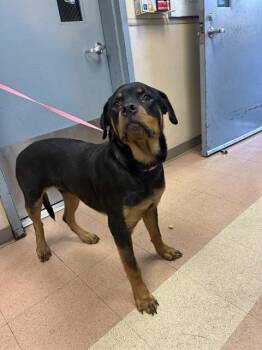 SILAS -  Rottweiler Dog for Adoption in San Jose, California - SILAS | PetCurious