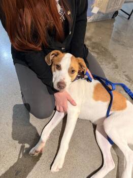 Mixed Breed Dogs Available for Adoption - Strawberry | PetCurious