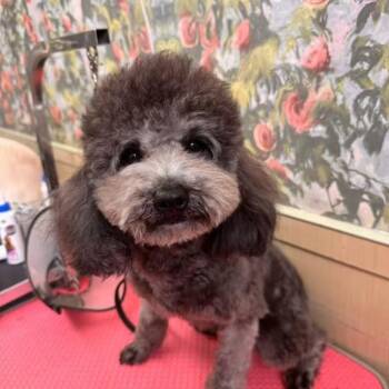 Teddy -  Miniature Poodle Dog for Adoption in Markham, Ontario - Teddy | PetCurious