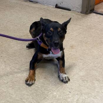 Francine -  Terrier Dog for Adoption in Birmingham, Alabama - Francine | PetCurious