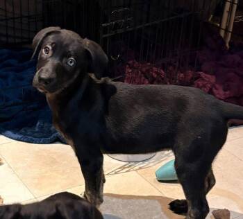 Logan -  Terrier Dog for Adoption in Candler, North Carolina - Logan | PetCurious